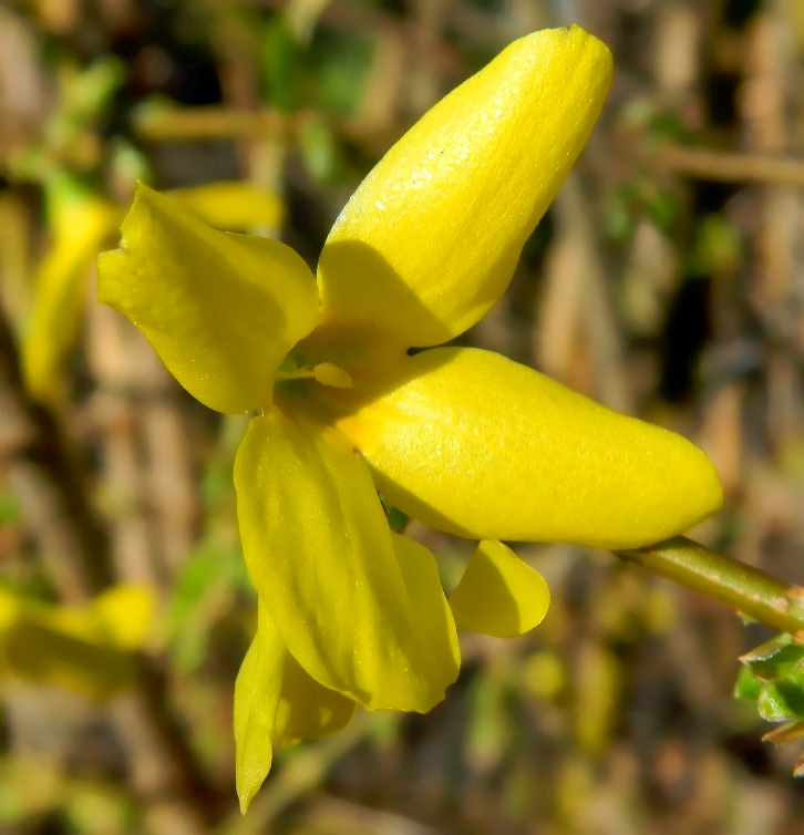 Image of Forsythia &times; intermedia specimen.