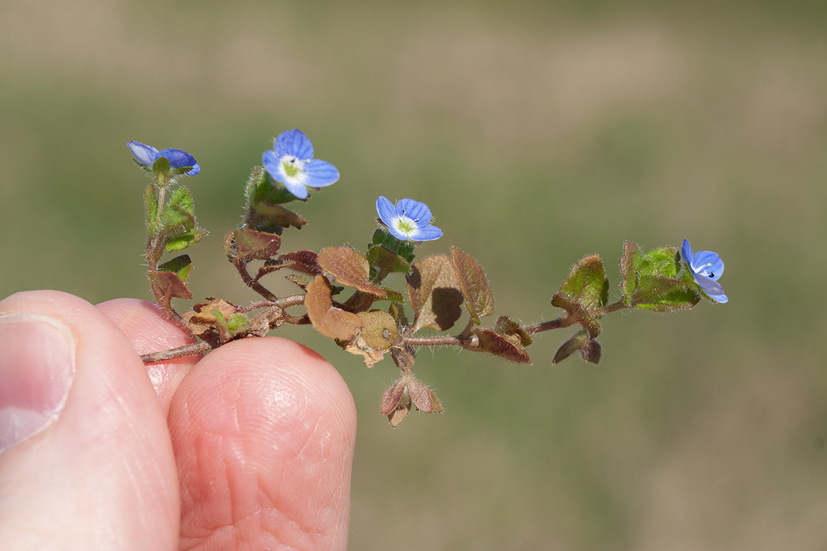 Image of Veronica polita specimen.