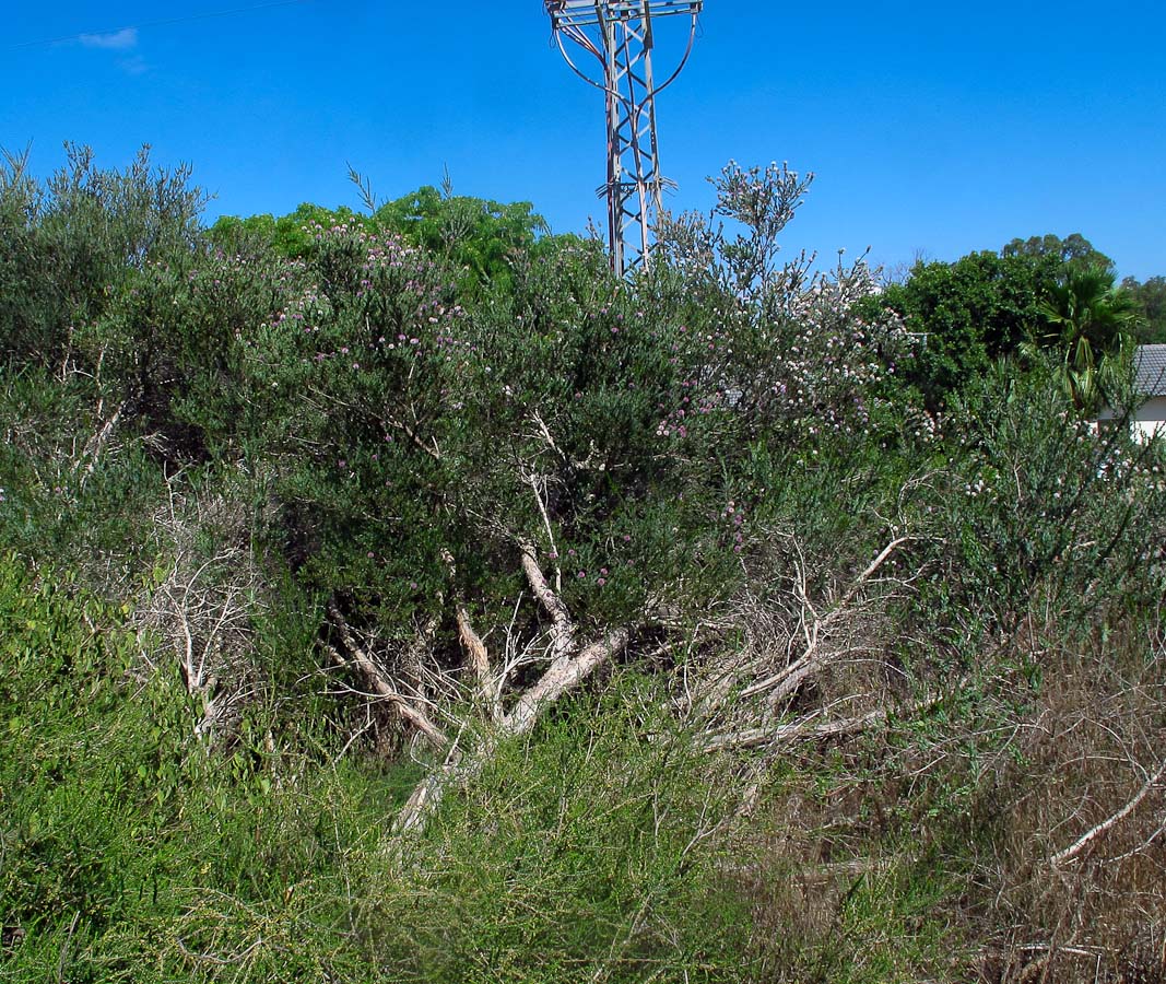 Image of Melaleuca nesophila specimen.