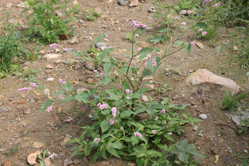 Image of genus Persicaria specimen.