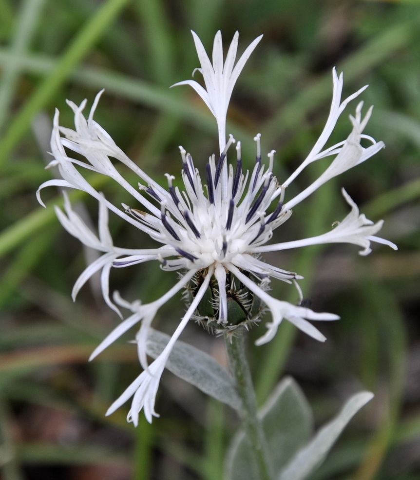 Image of Centaurea pindicola specimen.