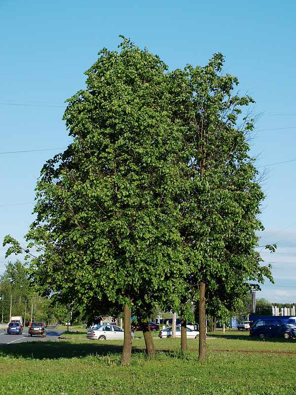 Изображение особи Tilia cordata.