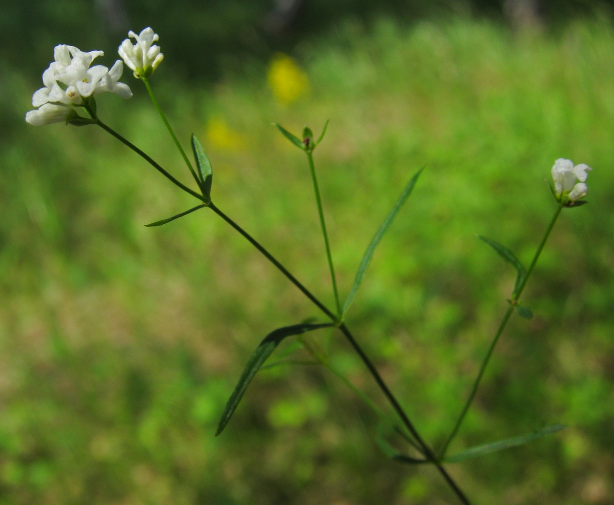 Image of Galium triandrum specimen.