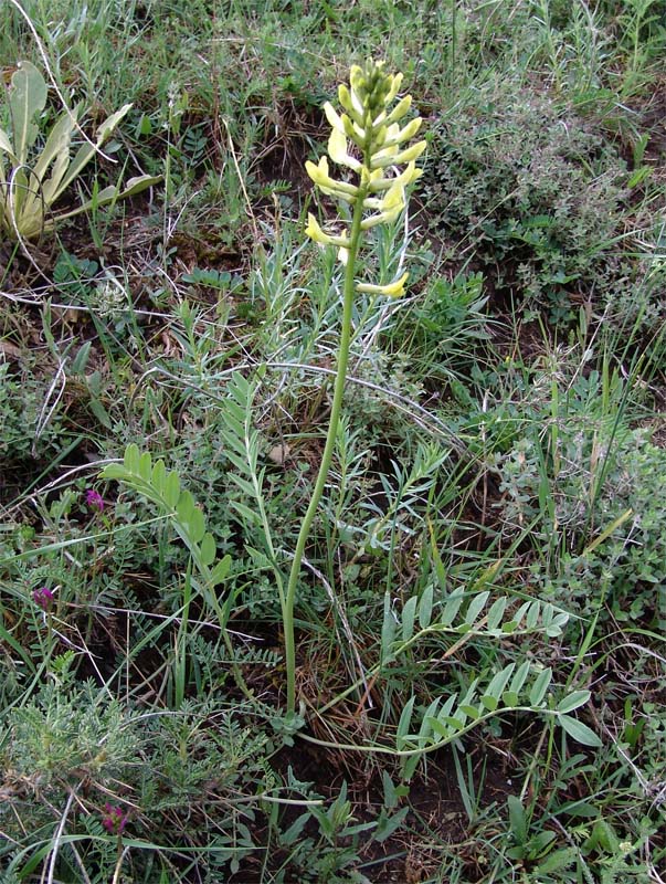 Image of Astragalus refractus specimen.