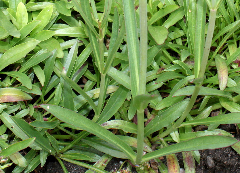 Image of Penstemon barbatus specimen.