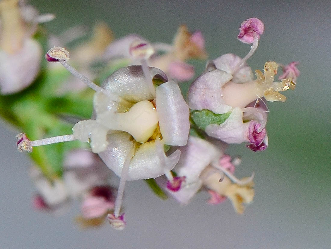 Image of Tamarix tetragyna specimen.