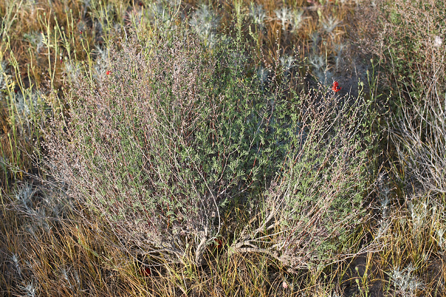 Image of genus Artemisia specimen.