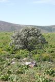 Crataegus pontica. Цветущее растение. Южный Казахстан, горы Каракус. 16.05.2013.