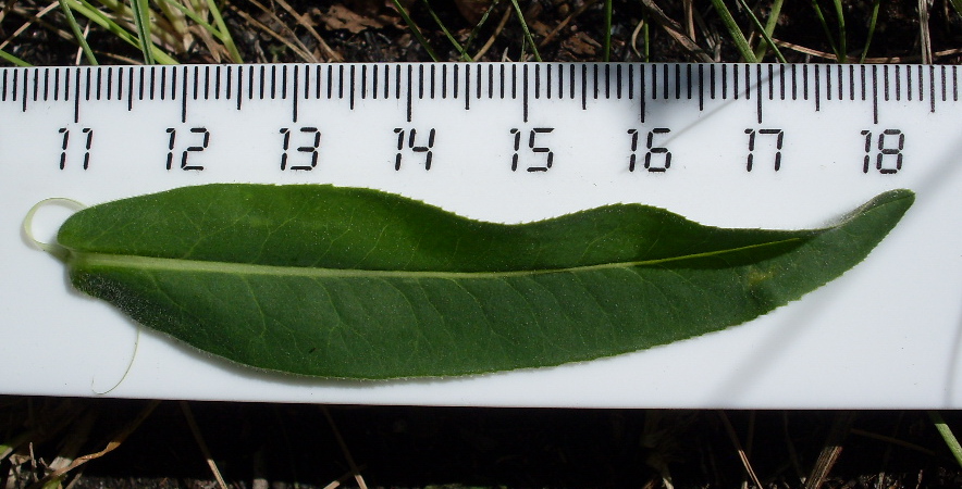 Image of Euphorbia semivillosa specimen.