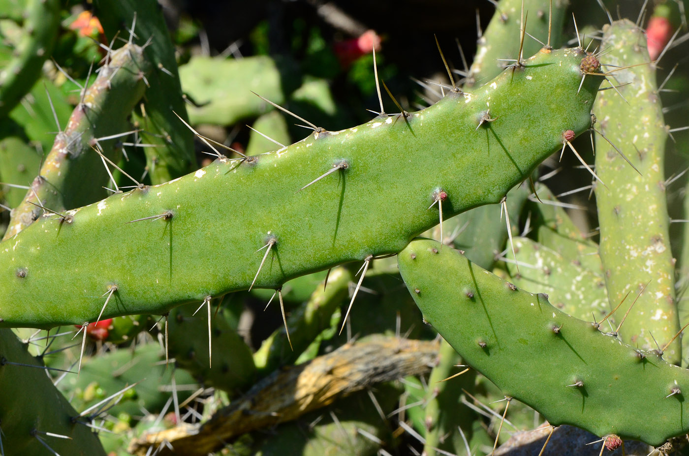 Image of Opuntia cochenillifera specimen.