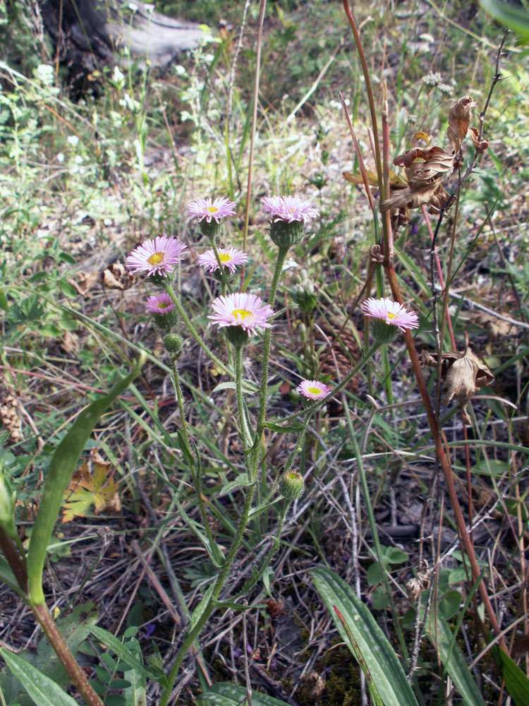 Изображение особи Erigeron pseudoseravschanicus.