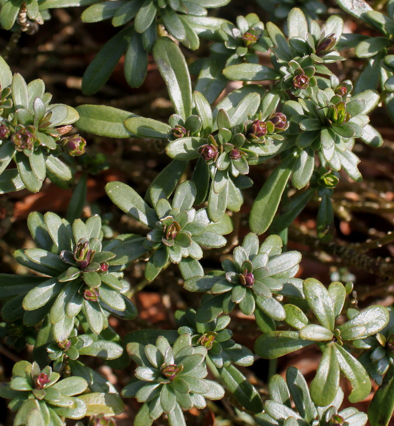 Image of Iberis sempervirens specimen.