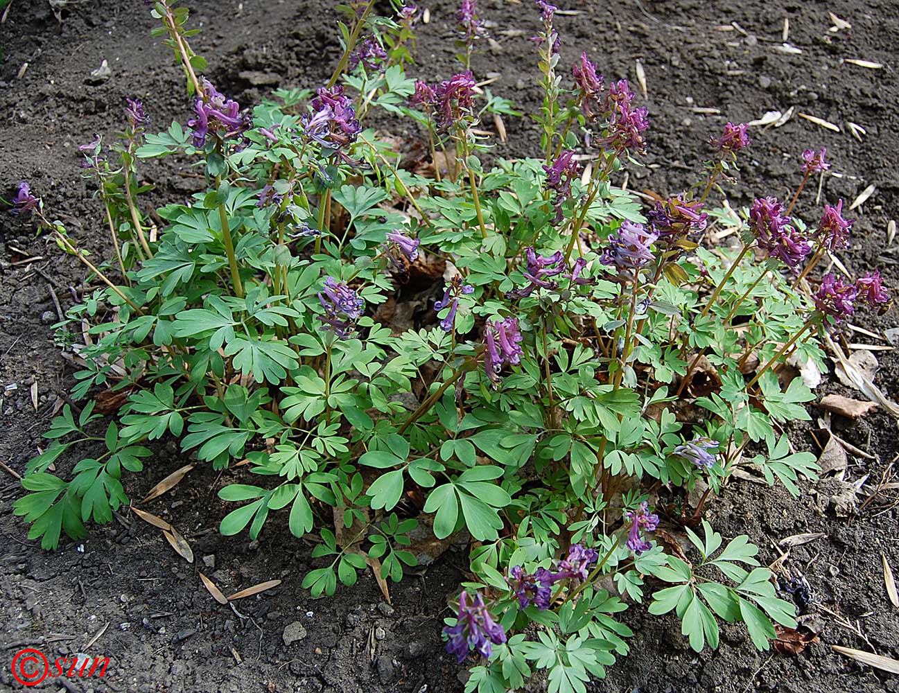 Изображение особи Corydalis solida.