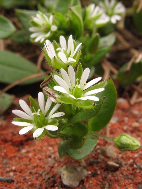 Image of Stellaria media specimen.