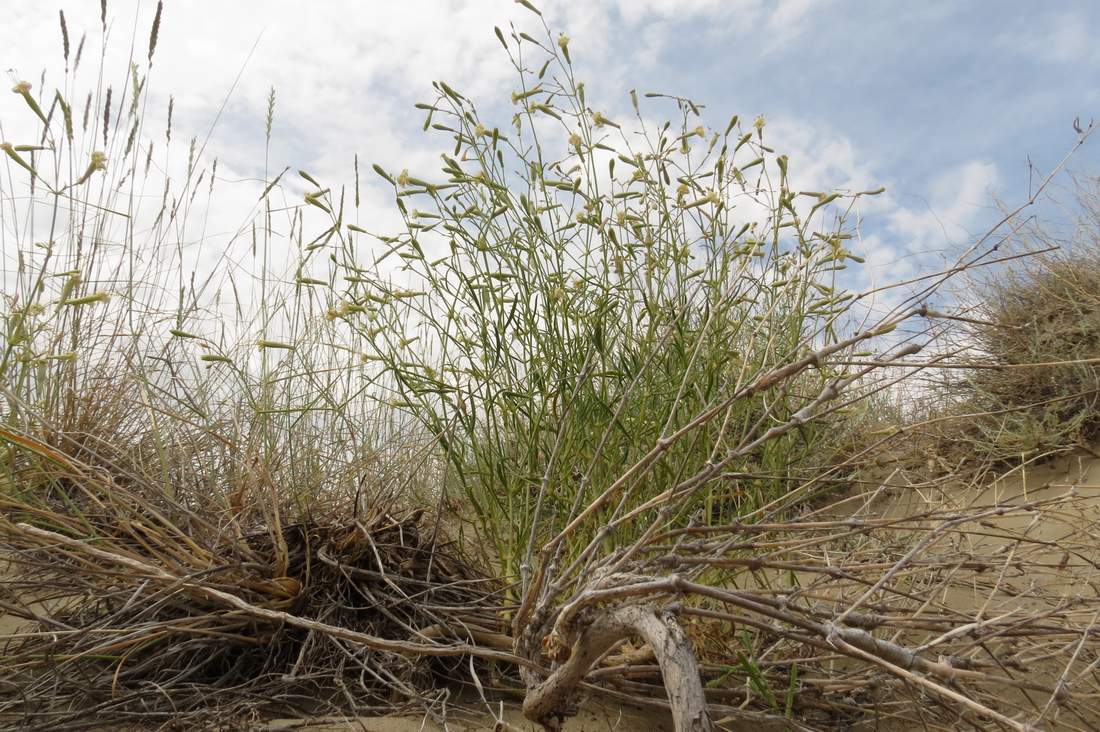 Image of Silene odoratissima specimen.