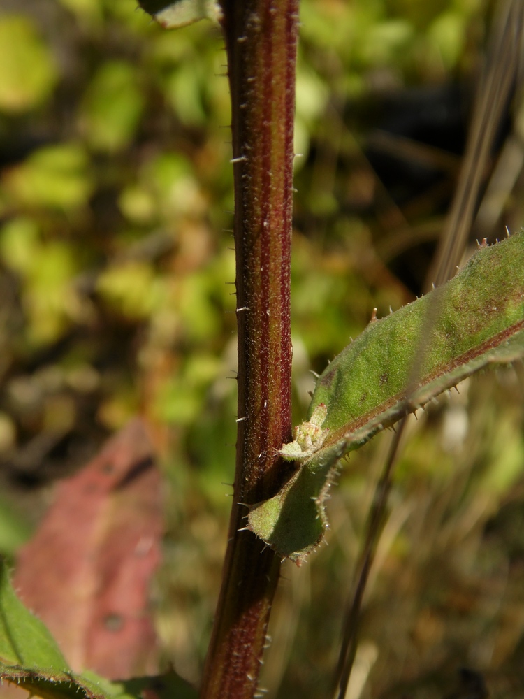 Image of Picris hieracioides specimen.