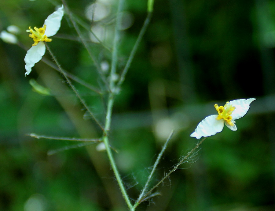 Изображение особи Epimedium stellulatum.