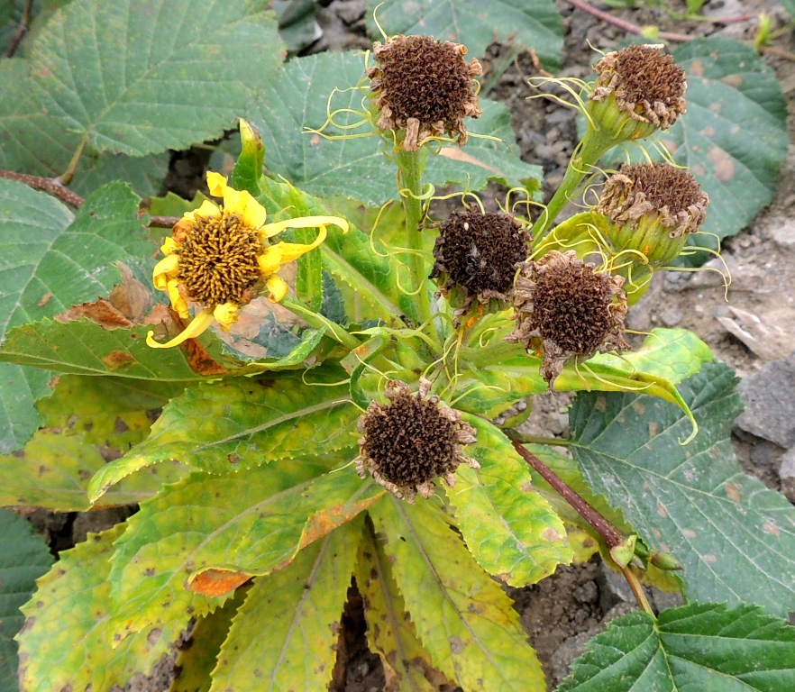 Image of Senecio pseudoarnica specimen.