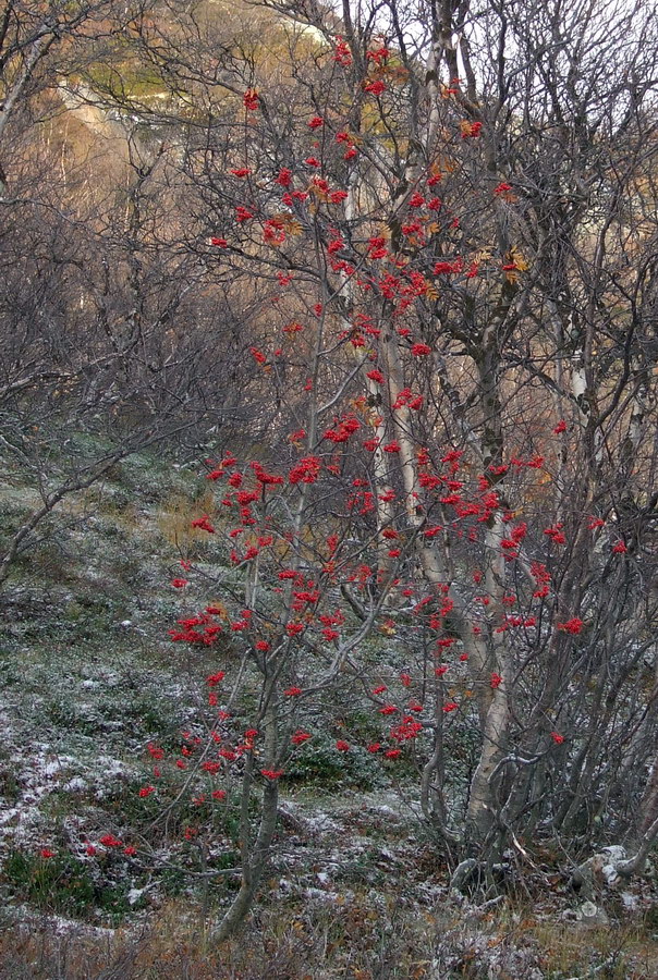 Image of Sorbus aucuparia ssp. glabrata specimen.