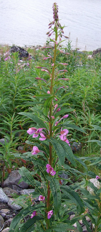 Image of Chamaenerion angustifolium specimen.