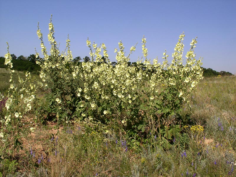 Изображение особи Alcea rugosa.