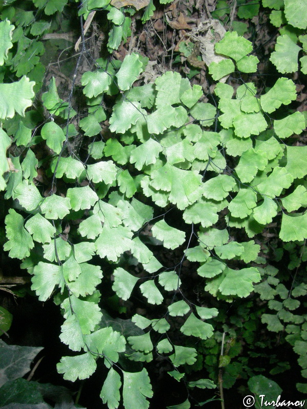 Image of Adiantum capillus-veneris specimen.