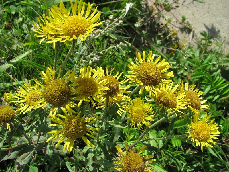 Image of Inula britannica specimen.