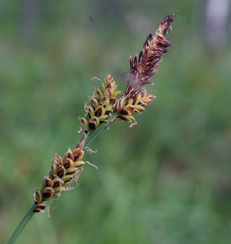 Image of Carex arctisibirica specimen.