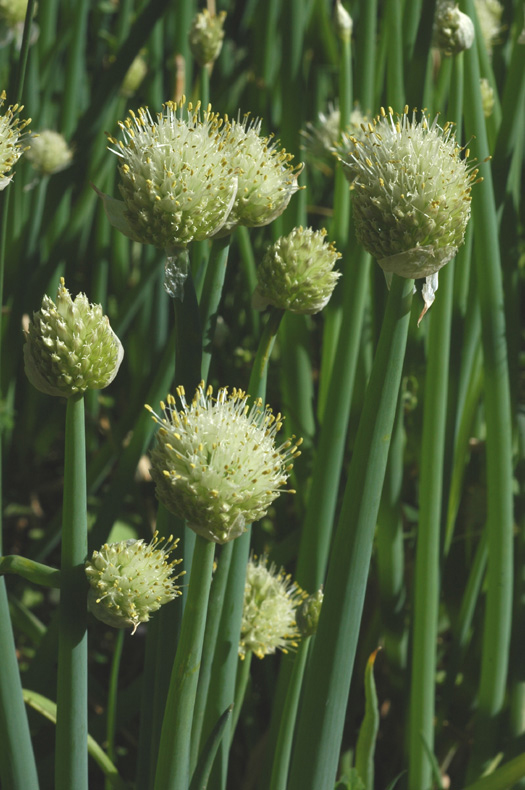 Изображение особи Allium fistulosum.