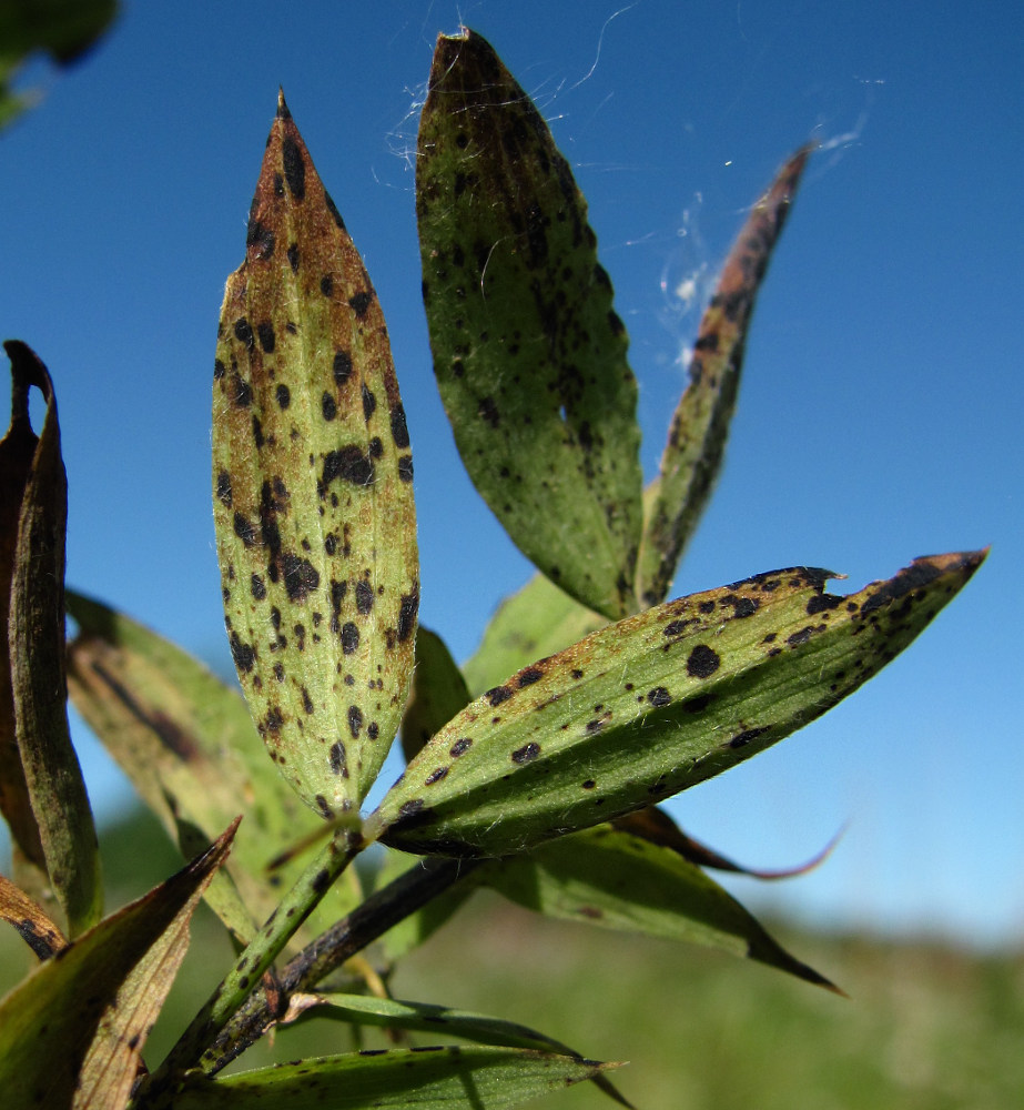 Image of Lathyrus pratensis specimen.