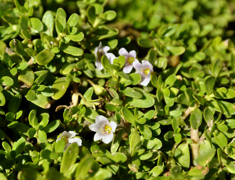 Image of Bacopa monnieria specimen.