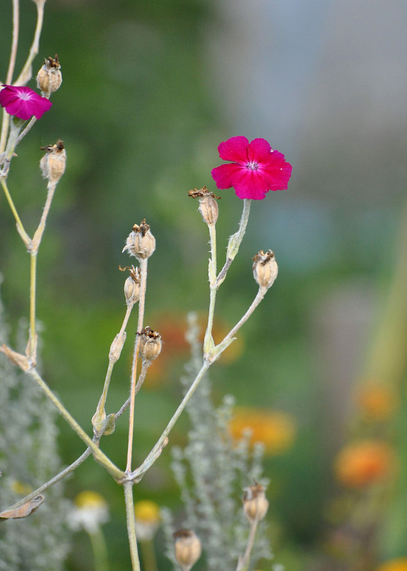 Изображение особи Lychnis coronaria.