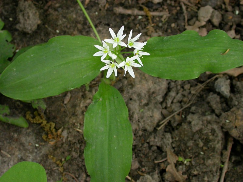 Image of Allium ursinum specimen.