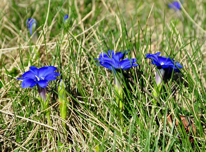 Image of Gentiana dshimilensis specimen.