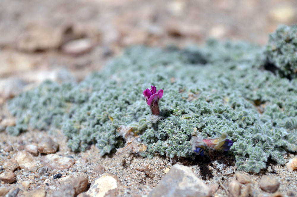 Изображение особи род Oxytropis.