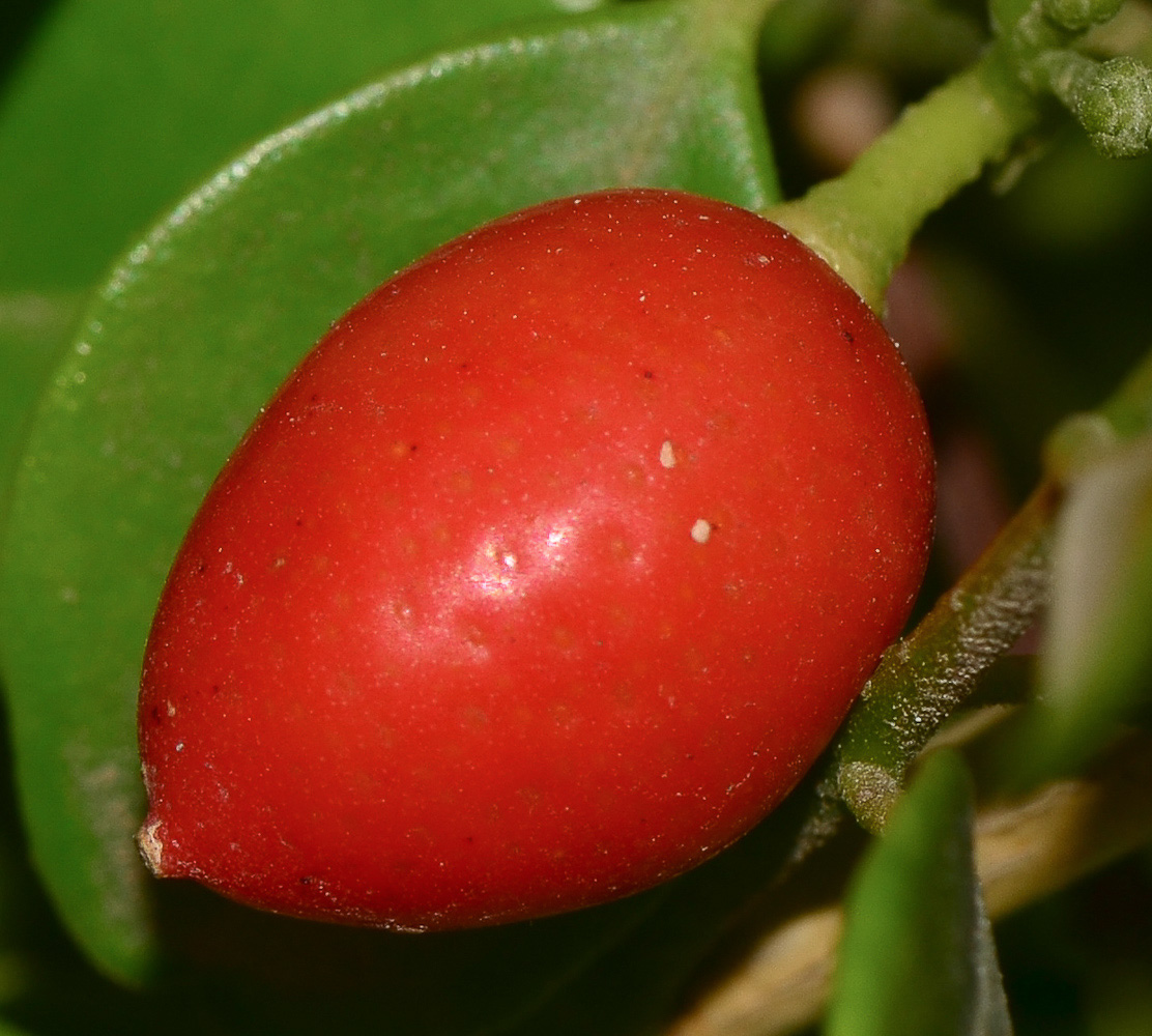 Image of Murraya paniculata specimen.