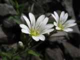 Cerastium arvense