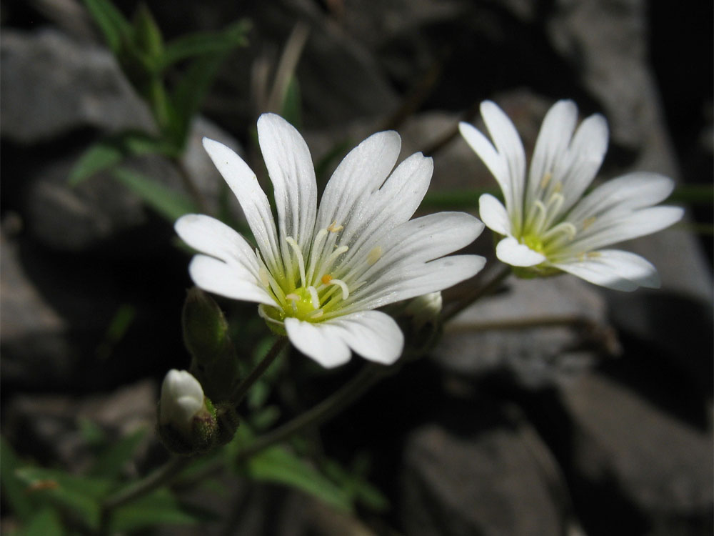 Изображение особи Cerastium arvense.