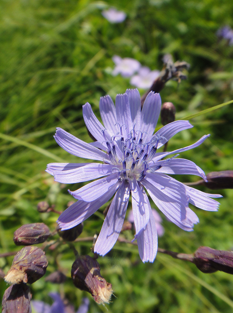 Image of Lactuca sibirica specimen.