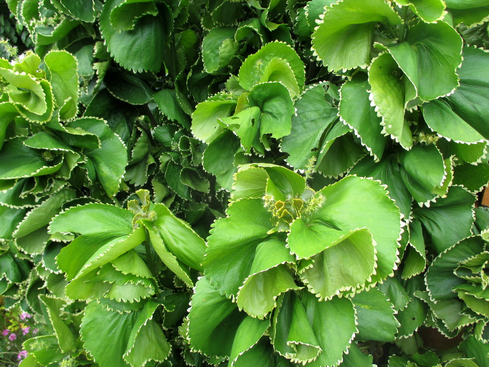 Image of Acalypha wilkesiana specimen.