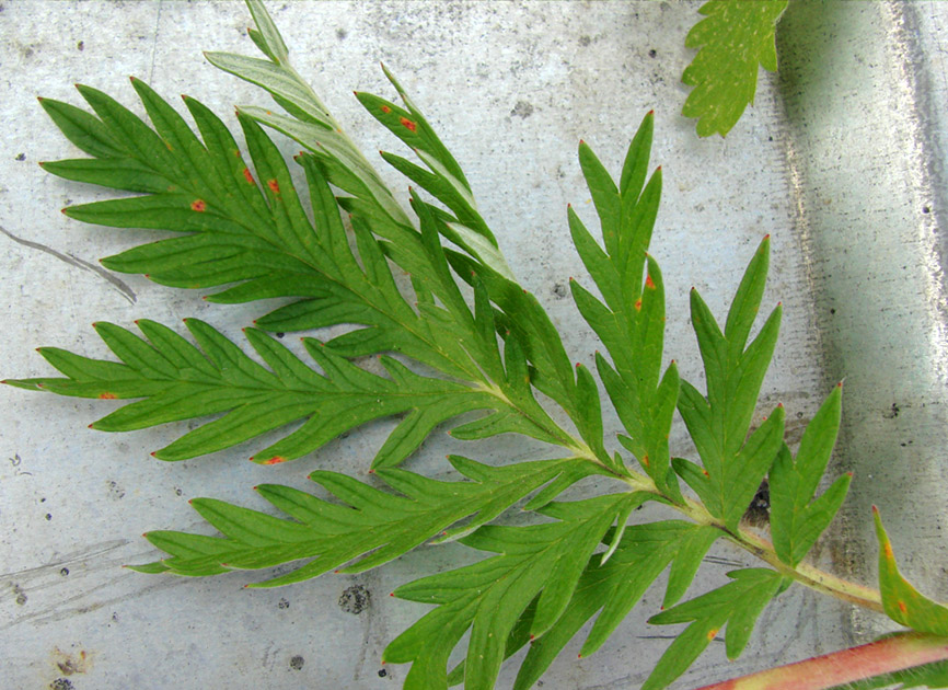 Image of genus Potentilla specimen.