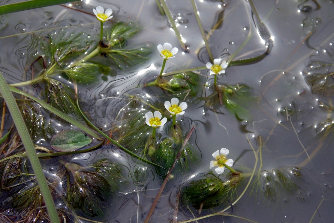 Image of Ranunculus rionii specimen.