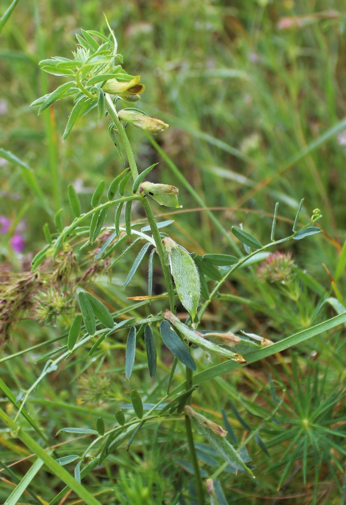 Image of Vicia anatolica specimen.