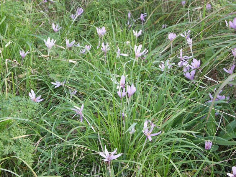 Изображение особи Colchicum autumnale.