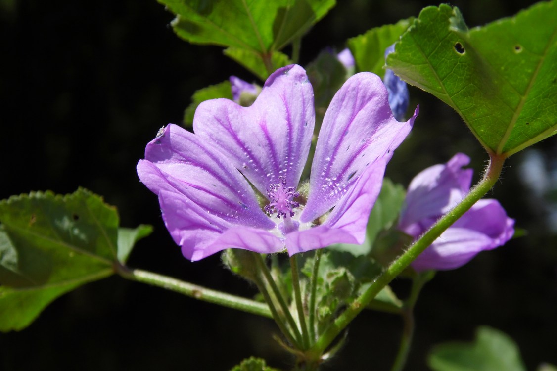 Изображение особи Malva sylvestris.