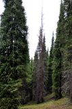 Picea schrenkiana. Взрослые живые и усыхающие деревья. Казахстан, плато Асы, около 2500 н.у. м.