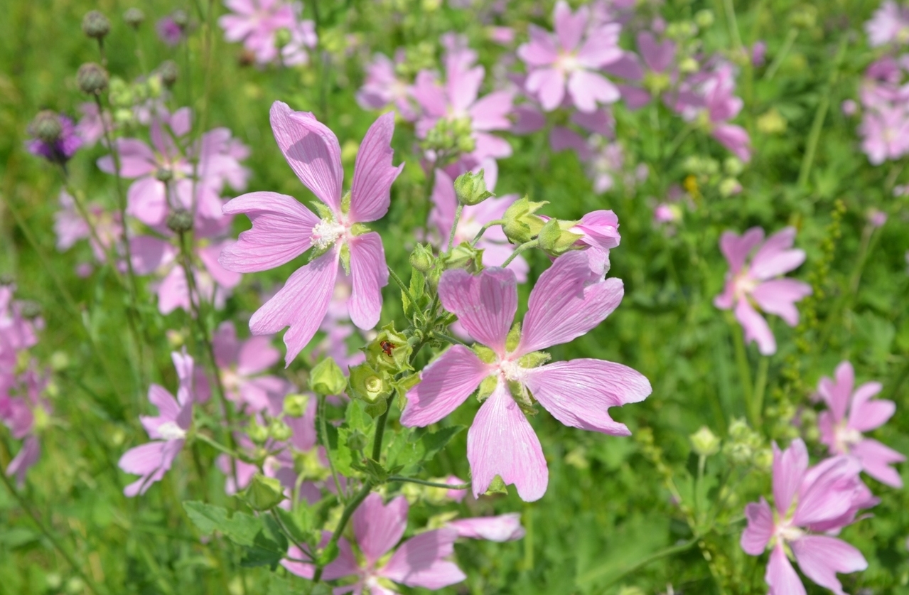 Image of Malva thuringiaca specimen.