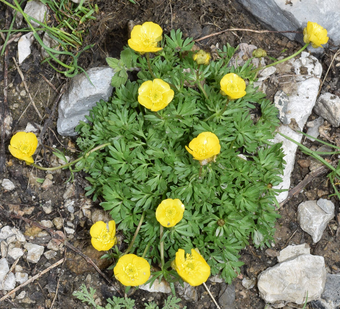 Image of Ranunculus rufosepalus specimen.