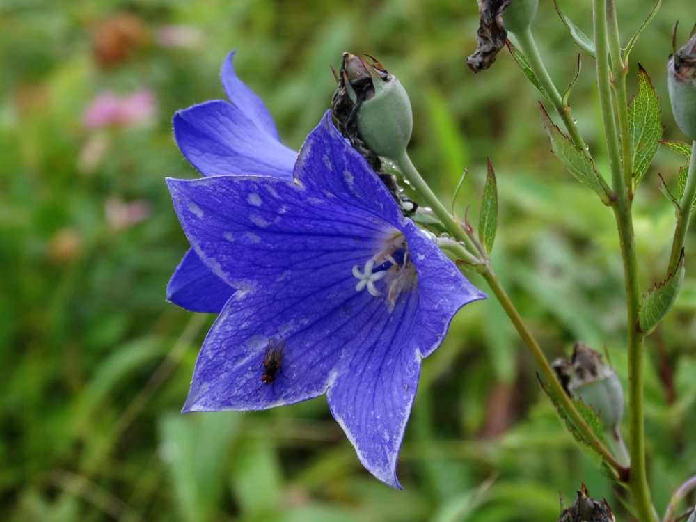 Image of Platycodon grandiflorus specimen.