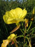 Oenothera glazioviana. Верхушка соцветия. Томск, городская свалка. 23.08.2015.